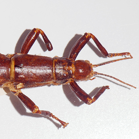 Tree lobster head