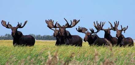 Five moose, because Sweden